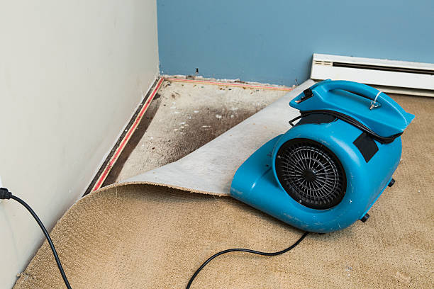 Best Mold removal after water damage  in Coeburn, VA